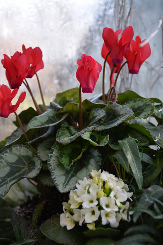 Cyclamen