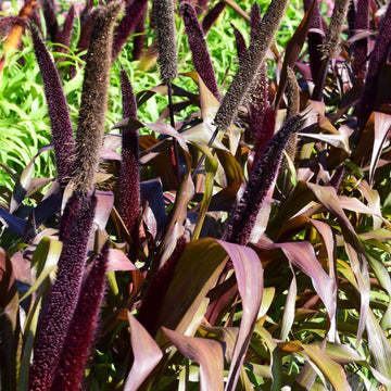 Ornamental Millet 'Copper Prince'