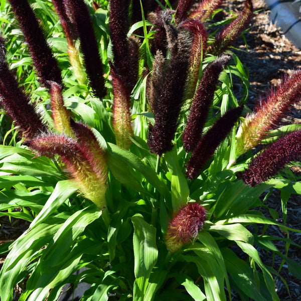 Ornamental Millet 'Jade Princess'