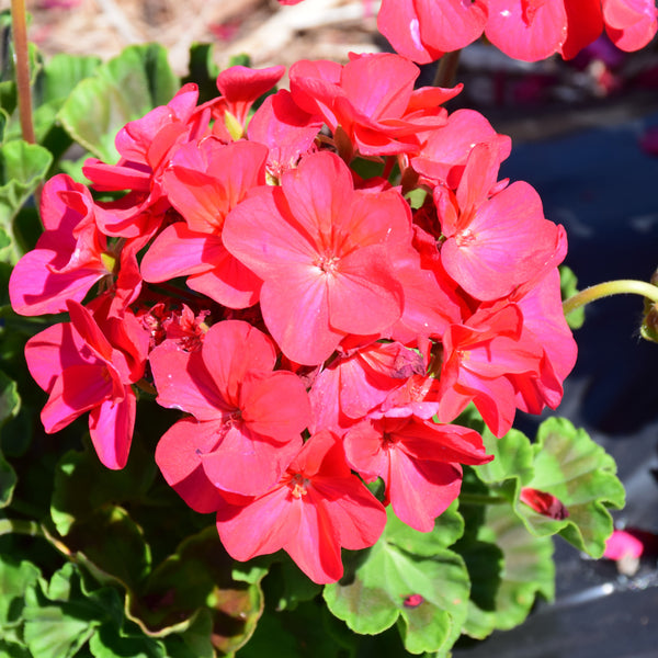 Geraniums