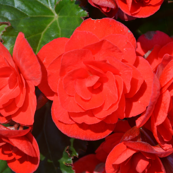 Begonia Rieger 10" Hanging Basket