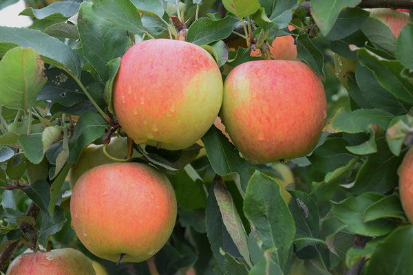 Apple - Malus pumila ‘Royal Gala