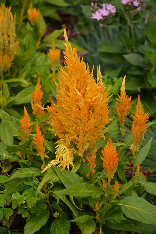 Celosia 4" Fall