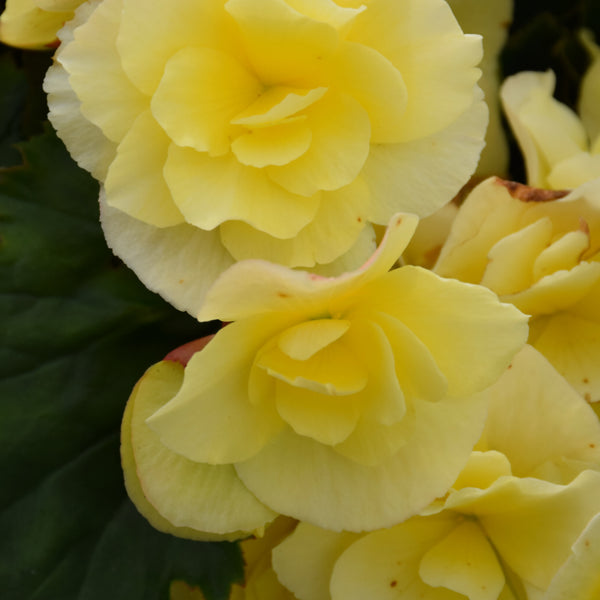 Begonia Rieger 10" Hanging Basket