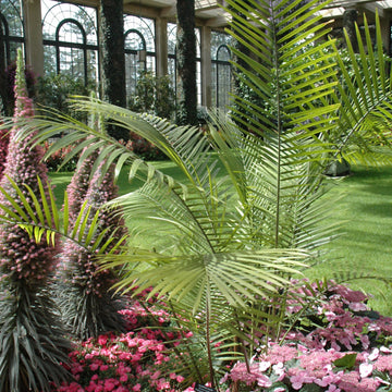 Majesty Palm