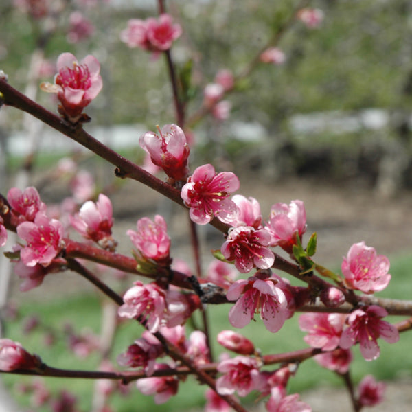 Peach - Prunus persica 'Reliance'