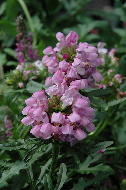 Prunella 'Summer Daze'