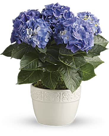 Hydrangea 6"
