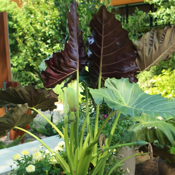 Alocasia 'Regal Shields' Elephant's Ear