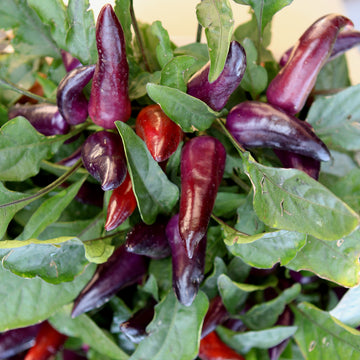Ornamental Pepper 'Wicked'