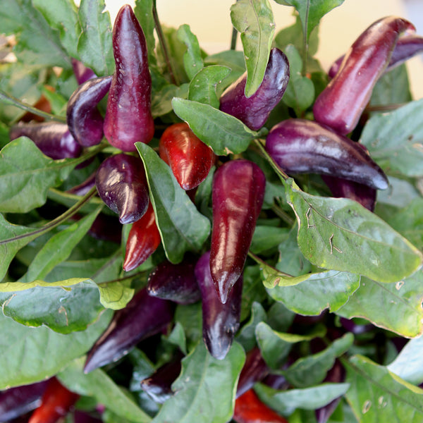 Ornamental Pepper 'Wicked'