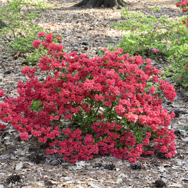 Azalea - Rhododendron x 'Girard's Crimson'