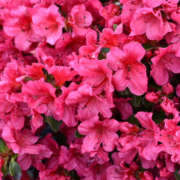 Azalea - Rhododendron x 'Girard's Crimson'