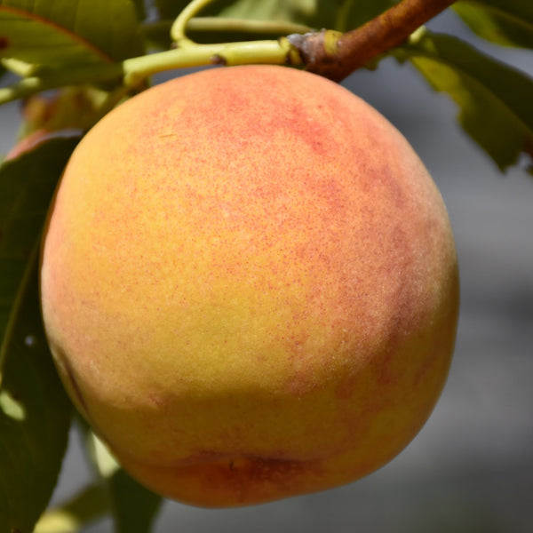 Peach - Prunus persica 'Reliance'
