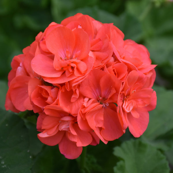 Geraniums