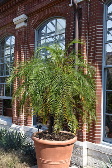 Pygmy Date Palm