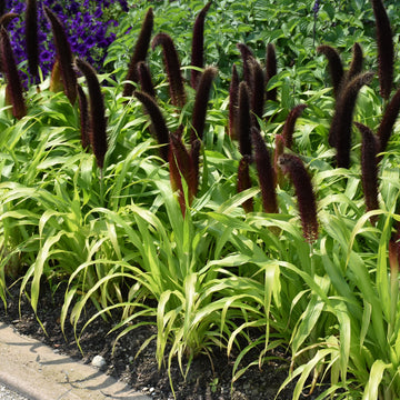 Ornamental Millet 'Jade Princess'