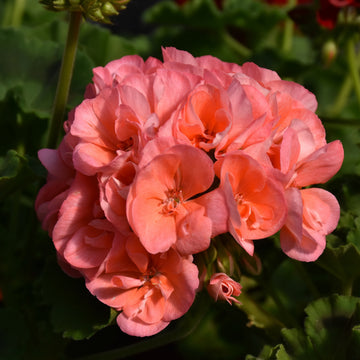 Geraniums