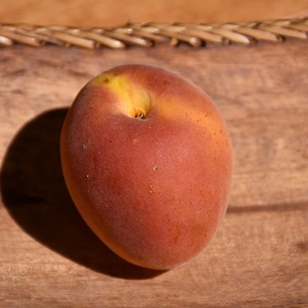 Apricot - Prunus armeniaca 'Goldbar'