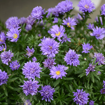 Aster 'Henry Purple'