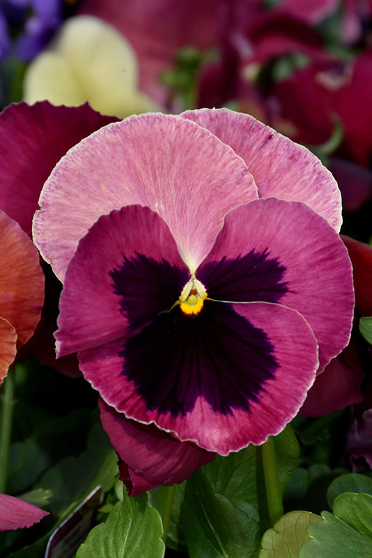 Pansy 4-pack