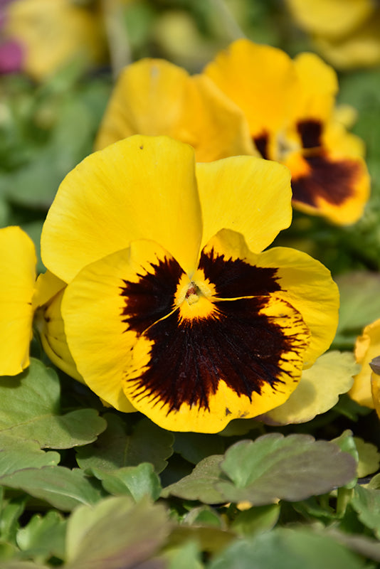 Pansy 4-pack