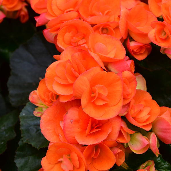 Begonia Rieger 10" Hanging Basket