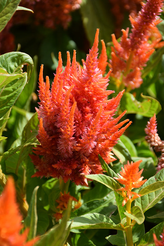 Celosia 4" Fall