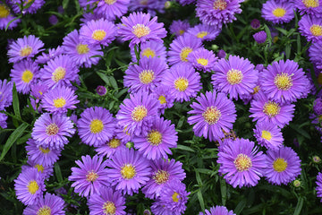 Aster 'Magic Purple'