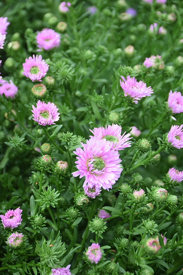 Aster 'Henry Pink'