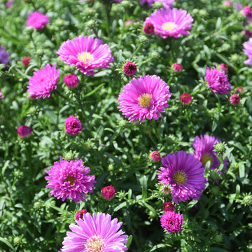 Aster 'Magic Pink'
