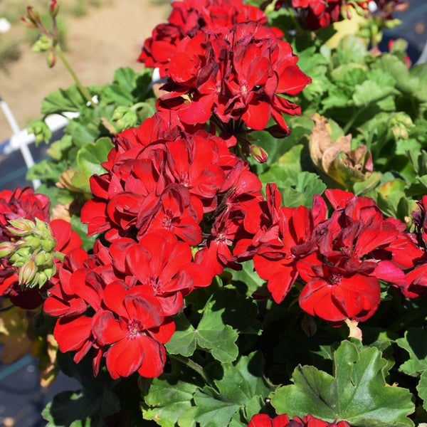 Geraniums