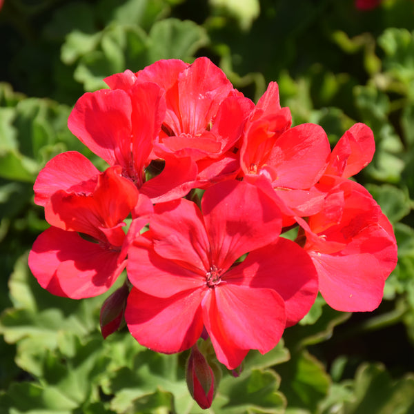 Geraniums
