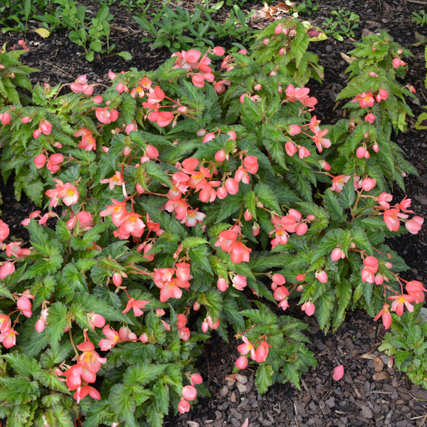 Begonia Cascading Tuberous 10" Hanging Basket