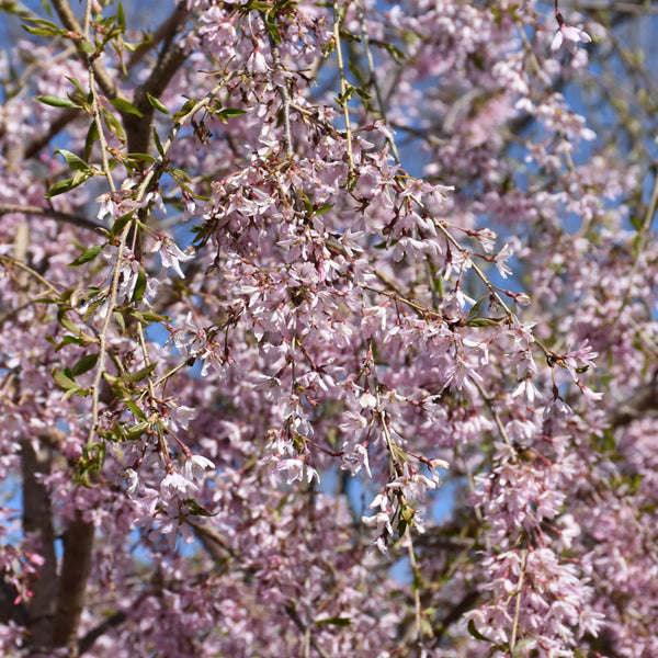 Weeping Flowering Cherry - Prunus x 'Pink Snow Showers'
