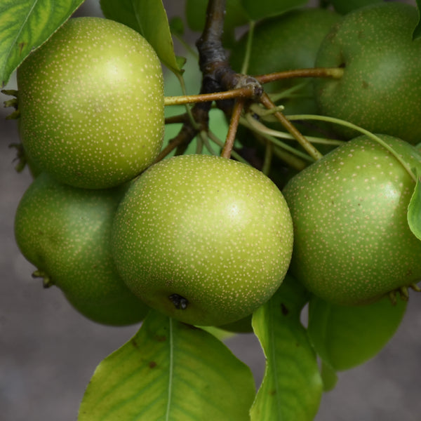 Pear '20th Century'