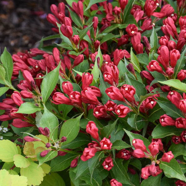 Weigela 'Crimson Kisses'