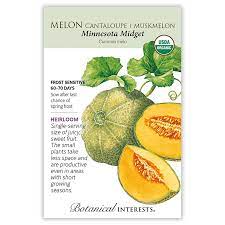Melon 'Minnesota Midget'