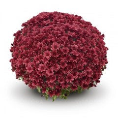 Mums 6"