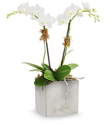 Teleflora Orchid Artistry