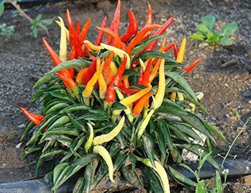 Ornamental Pepper 'Medusa'