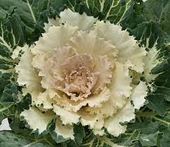 Ornamental Cabbage 'Osaka White'