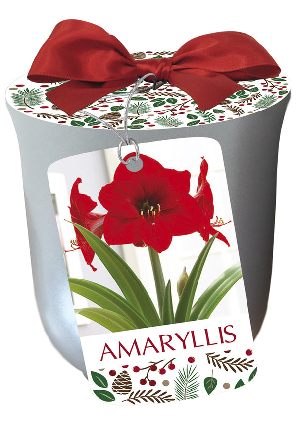 Amaryllis 'Red Lion' in Silver Ceramic Pot