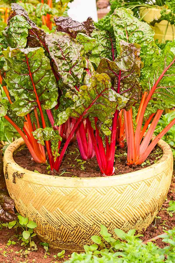 Swiss Chard 'Celebration'
