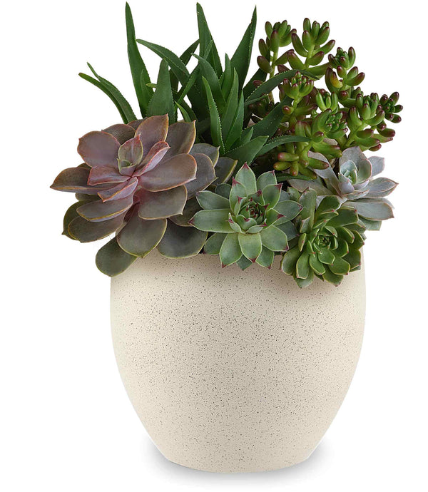 stone succulent plant Teleflora Modern Stone Succulent Garden