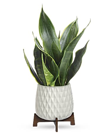 mid century snake plant Teleflora Growing Art Sansevieria Plant