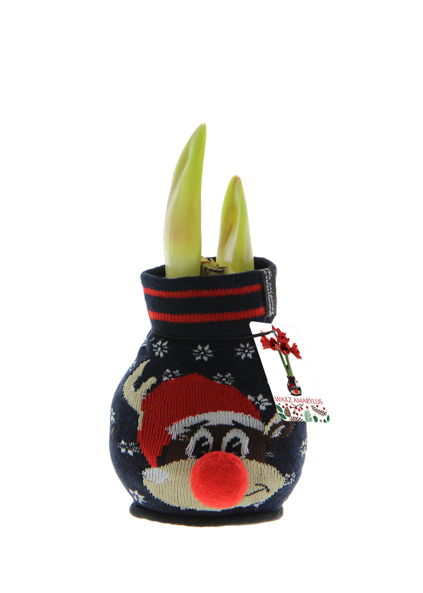 Wax Sweater Amaryllis