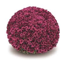 Mums 6"