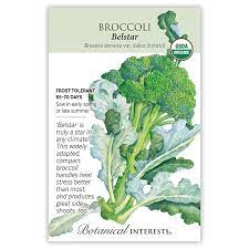 Broccoli 'Belstar'