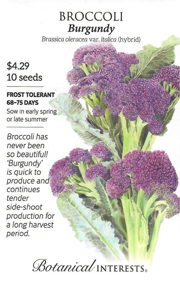 Broccoli 'Burgundy'